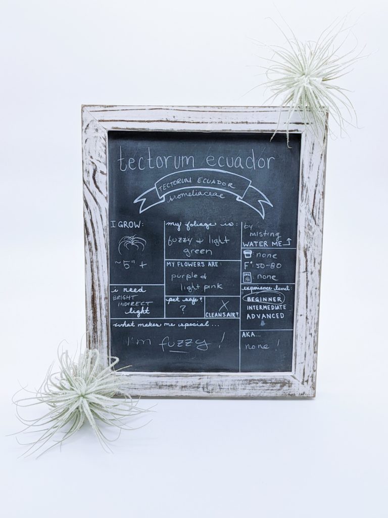 Tectorum Ecuador Nick's Garden Center