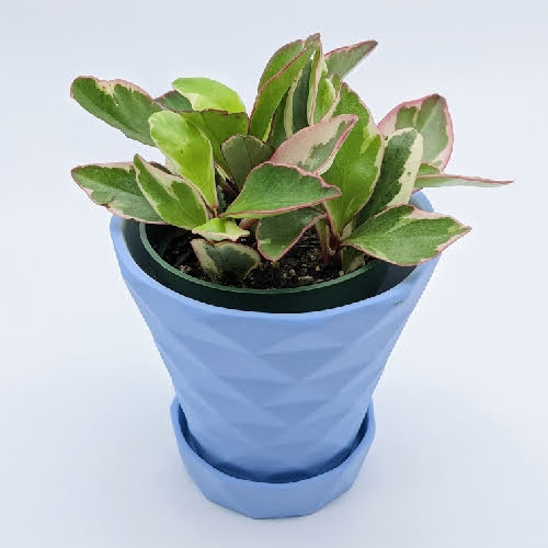 Peperomia Ginny - Nick's Garden Center
