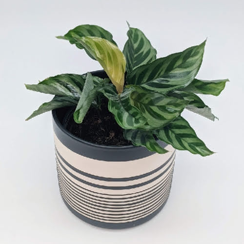 Calathea Freddie Nick's Garden Center