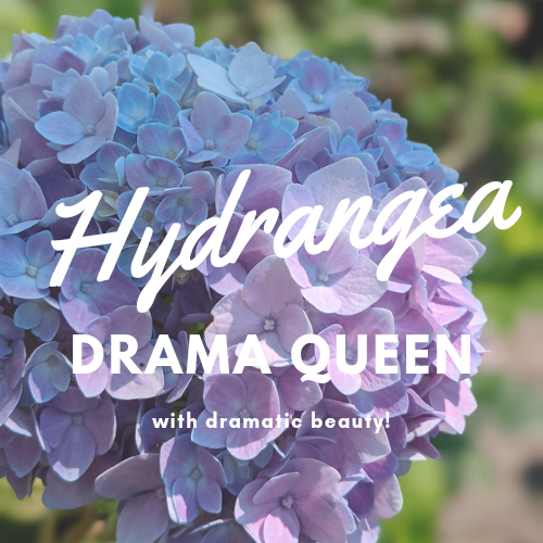 Hydrangea – Drama Queen with Dramatic Beauty!