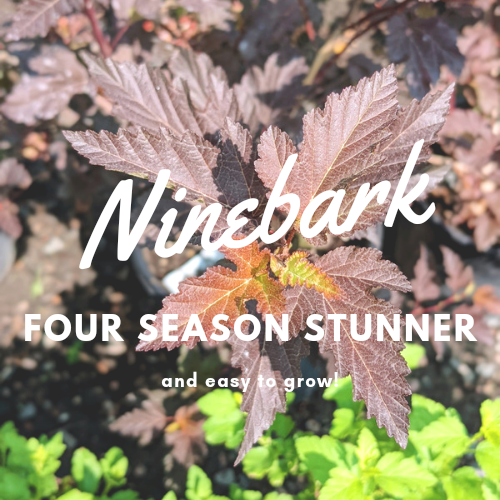 Ninebark Four Season Stunner! Nick's Garden Center