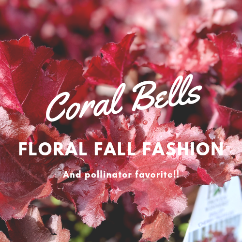 Coral Bells Plant – Floral Fall Fashion and Pollinator Favorite!
