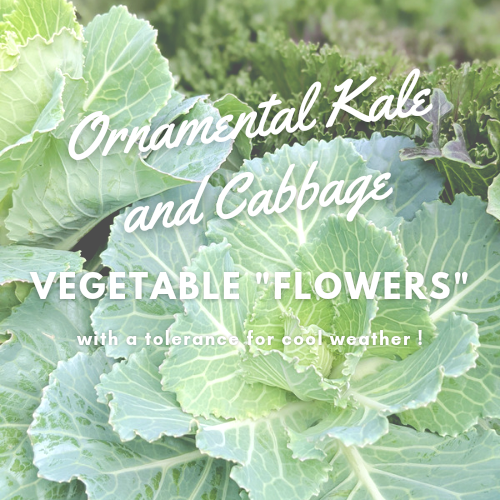 Ornamental Kale and Cabbage – Vegetable “Flowers” with a Tolerance for Cool Weather!