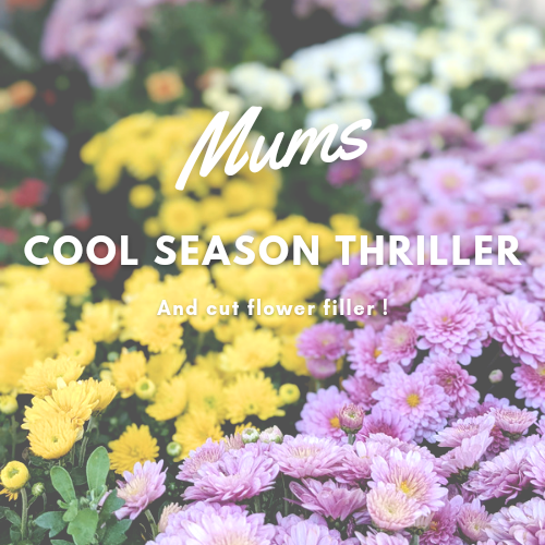 Mums – Cool Season Thriller and Cut Flower Filler!