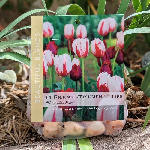 Planting Tulips in Fall for Spring Blooms!