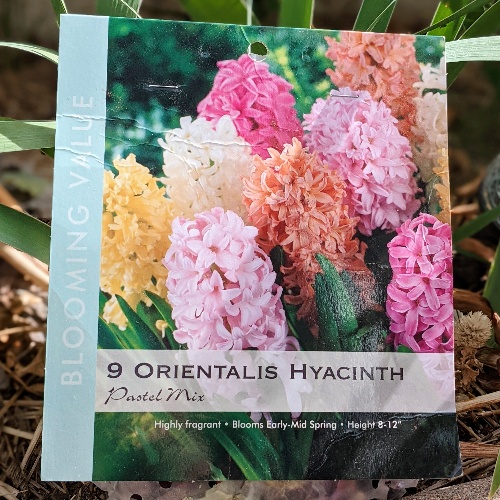 Spring Hyacinth – Plant in Fall for Spring Blooms!