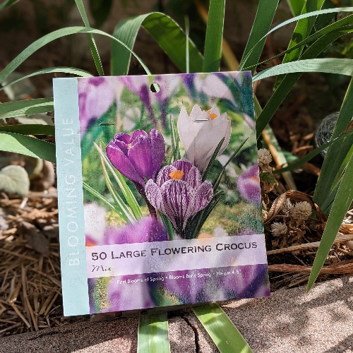 Best Time Plant Crocus Bulbs for Spring Blooms!