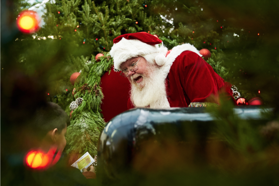 Fresh Christmas Trees Holiday Shop Denver Nick's Garden Center