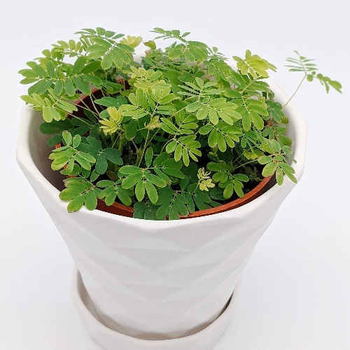 Plant Parent Blog – Mimosa Pudica the Sensitive Plant Care