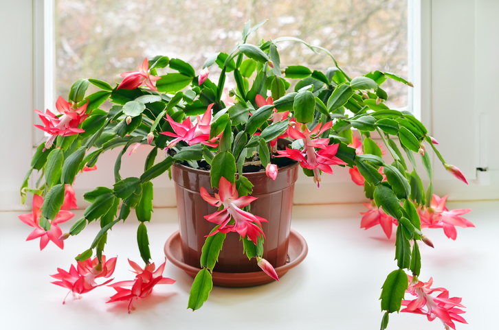 The Best Indoor Plants for Dry Climates - Nick's Garden Center