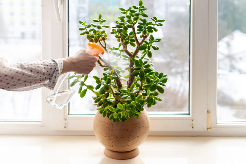 How to Grow and Care for a Jade Plant Indoors Nick's Garden Center