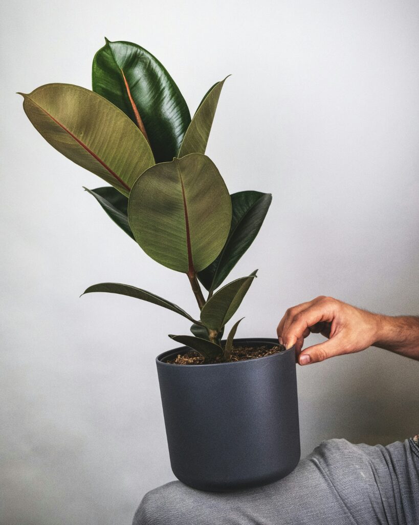 A Complete Guide to Caring for the Ficus Audrey Plant