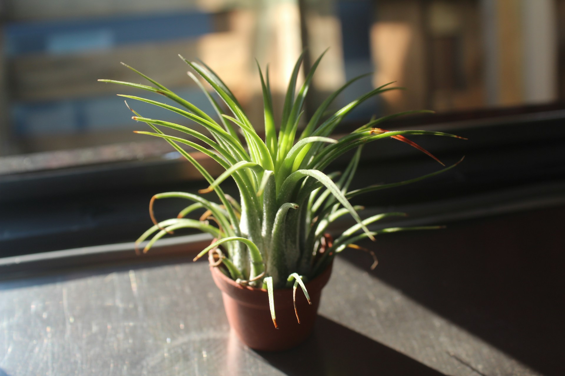 How To Care for Air Plants and Revive Dying Ones?