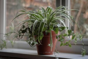 Winter Houseplant Care Tips - Denver