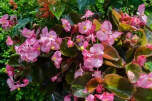 Begonias